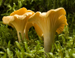 /janinechampignons/Chanterelles.png